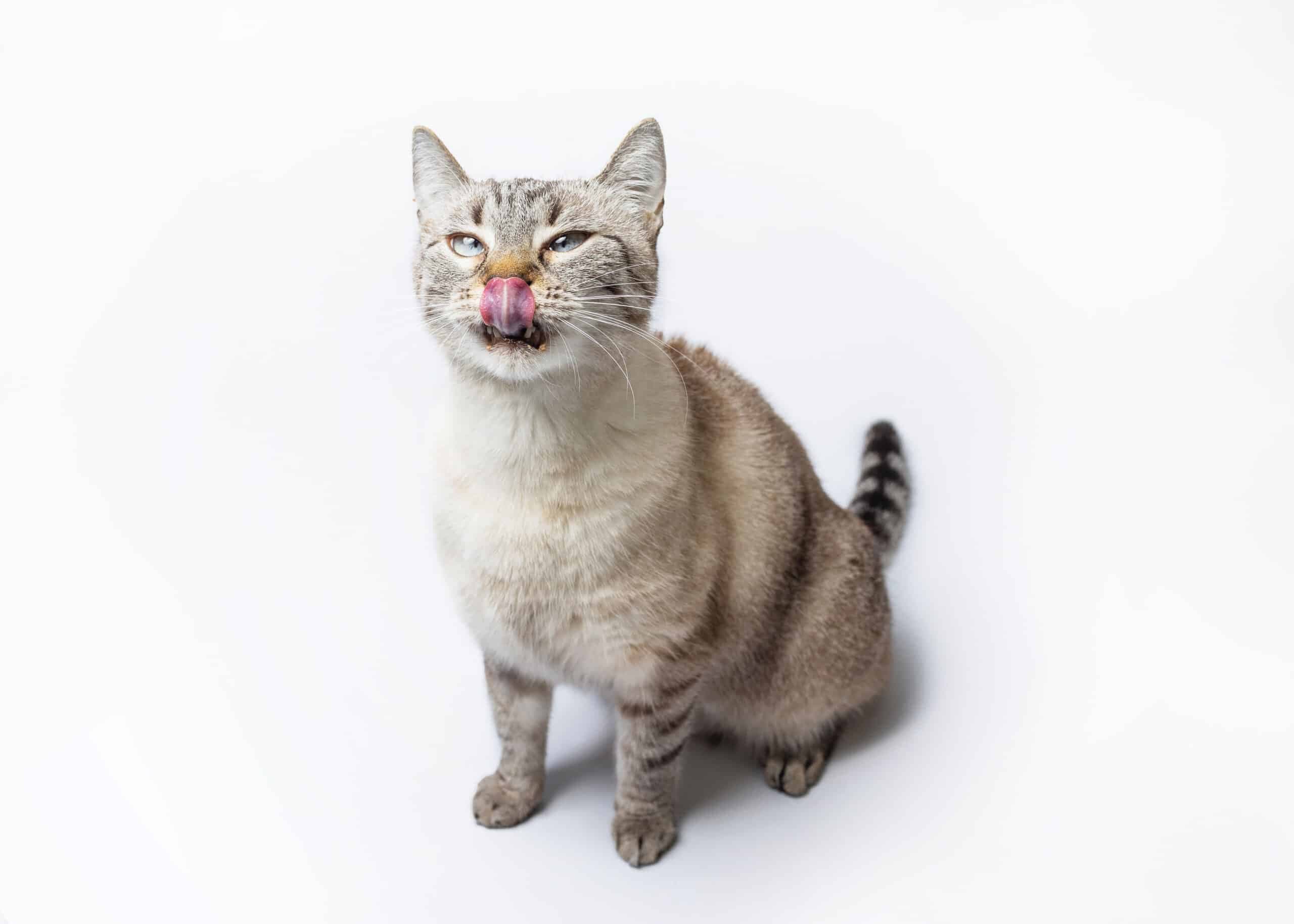 Czy koty mogą pić mleko?