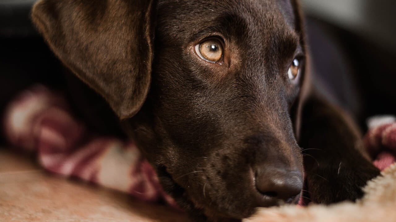 Jaką karmę podawać psu rasy labrador?
