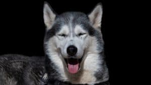 Czym karmić husky