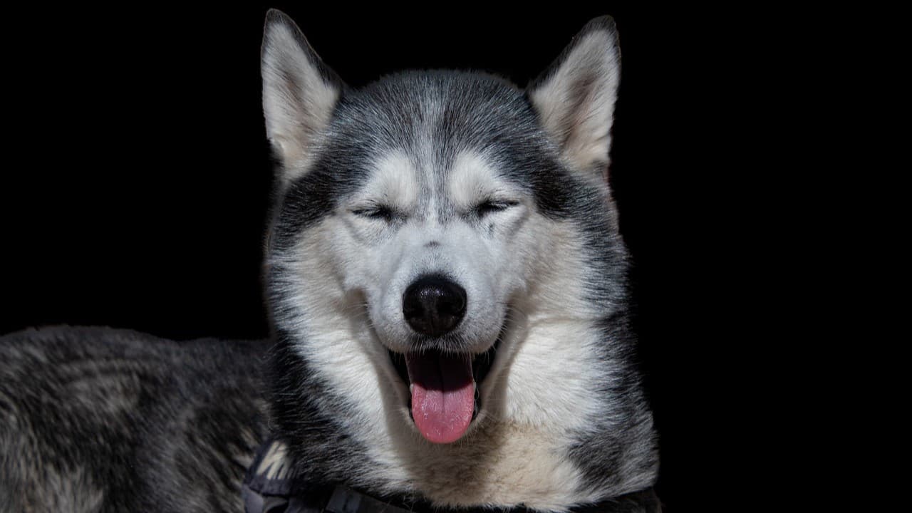Jak karmić psa rasy husky?