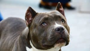 Co powinien jeść pitbull? Najlepsza karma dla tej rasy