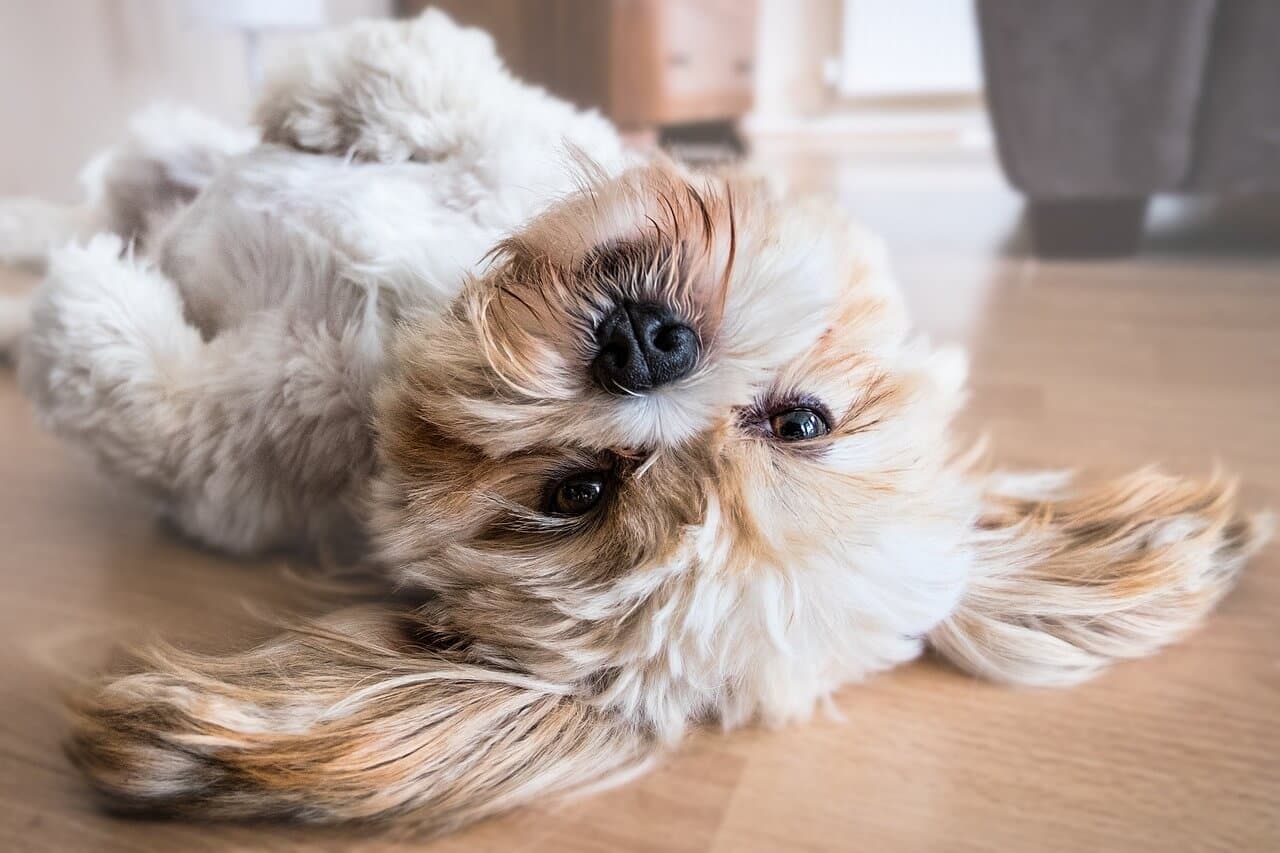 Jaka karma dla shih tzu będzie dobra? Co lubi shih tzu?