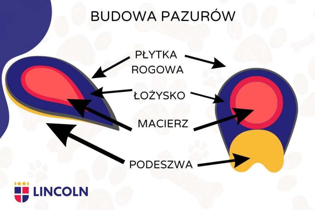 Grafika - ucinanie pazurow u psow