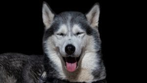 Czym karmić husky