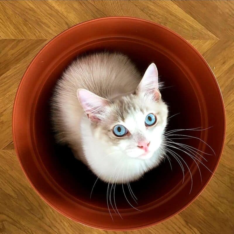 Biegunka u kota – możliwe przyczyny, zasady postępowania