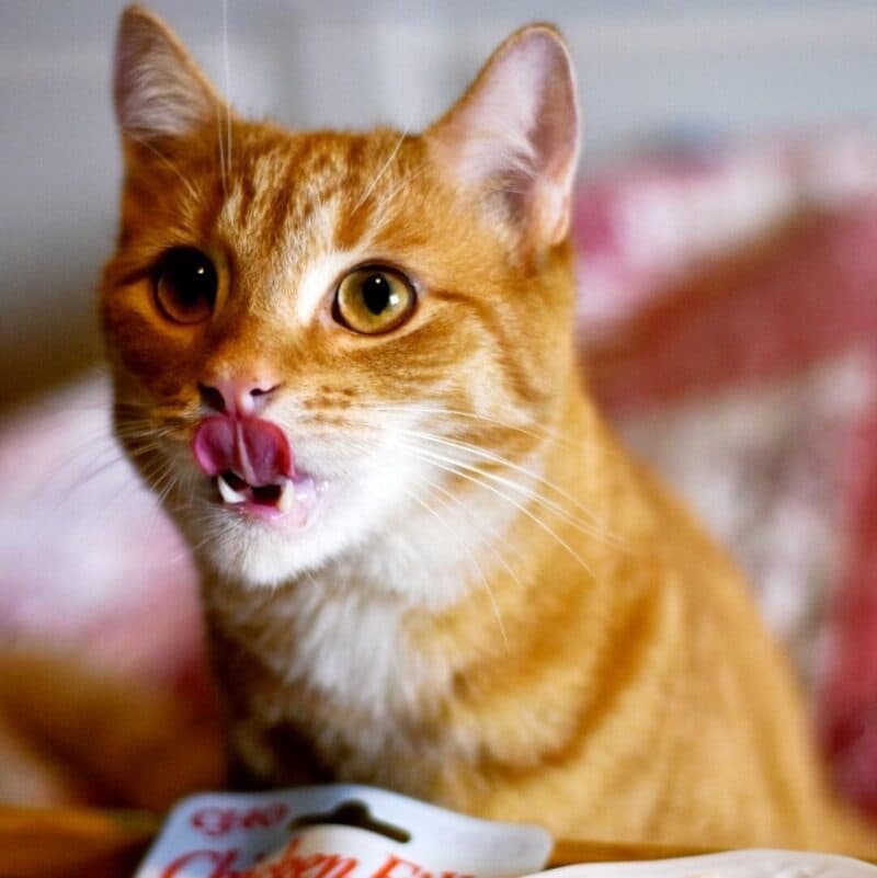 Ile kot powinien jeść? Jak często należy karmić kota?