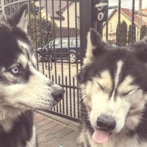 Dorosłe psy - jak poznać?