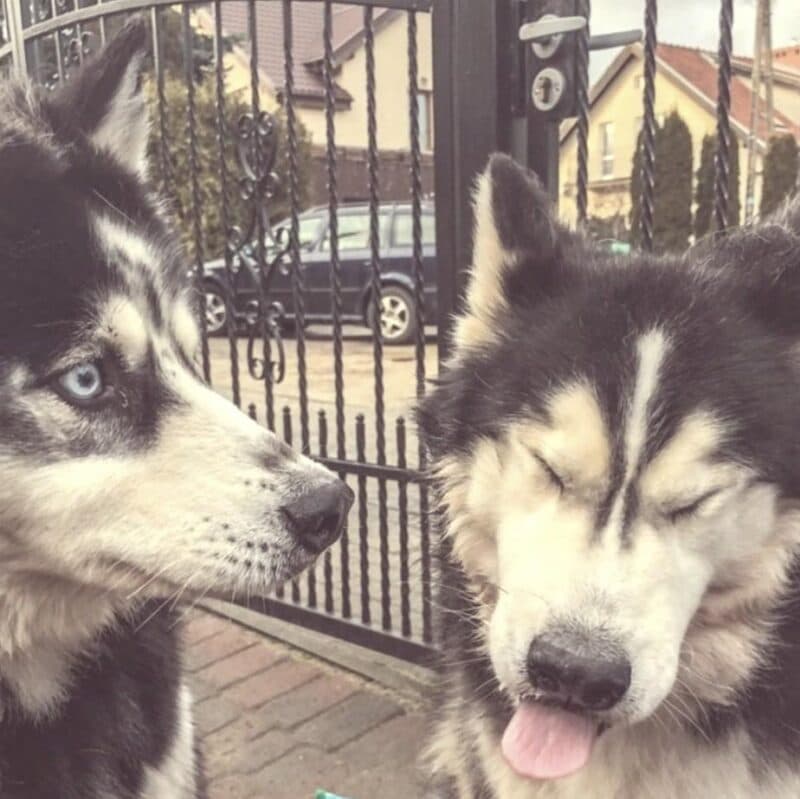 Jak długo rośnie pies? Po czym poznać, że pies jest dorosły?