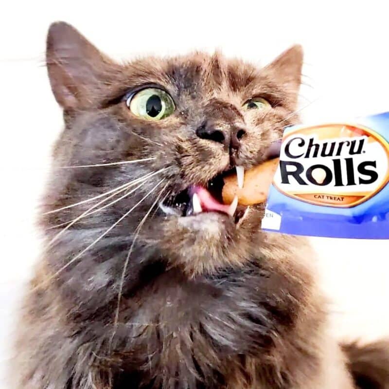 Jak oswoić kota? Różnice w oswajaniu kociąt, dorosłych i dzikich kotów