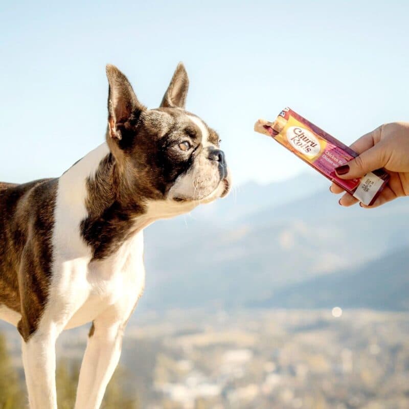 Jakie warzywa dla psa są najlepsze? Których nie wolno podawać?