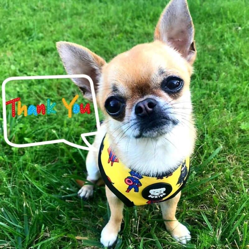 Karma dla schroniska. Jaką wybrać, by naprawdę pomóc?