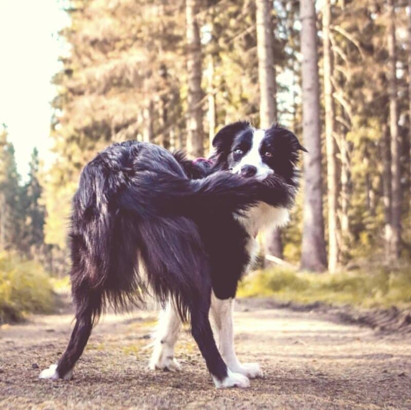 Jak nauczyć psa załatwiać się na dworze?