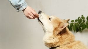 Domowe ciastka dla psa i szczeniaka