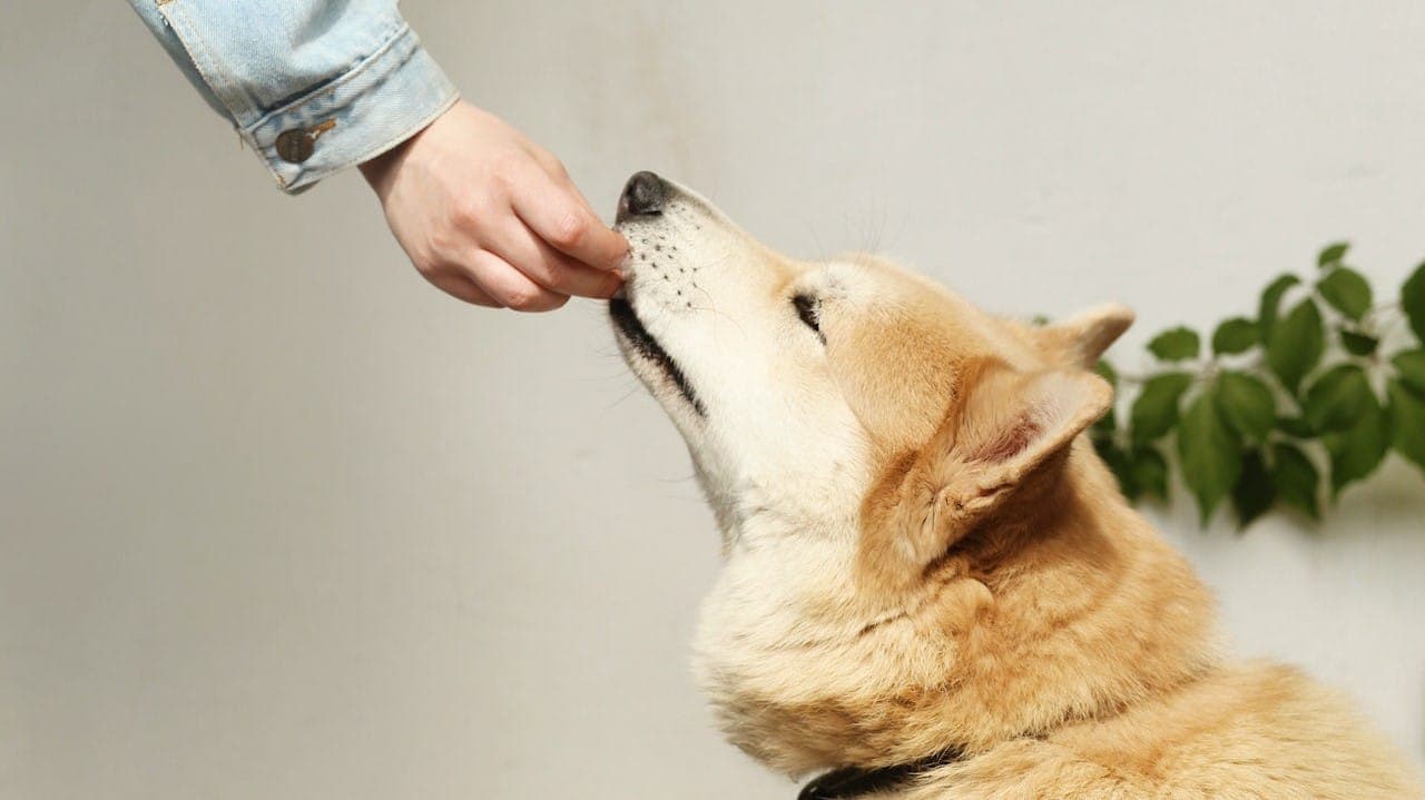 Ciastka dla psa. Przepisy na zdrowe przekąski dla Twojego pupila