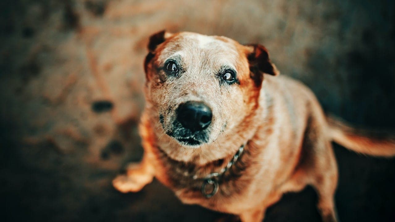 Jak dbać o psa seniora – zasady opieki i podpowiedzi