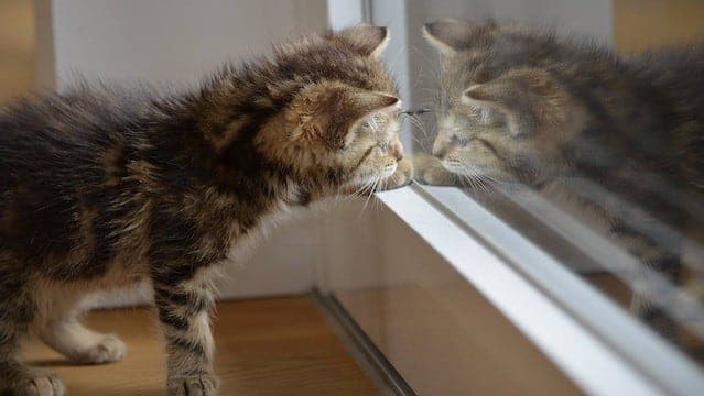 Wyprawka dla kota – oto lista niezbędnych rzeczy