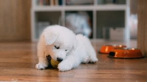 Wyprawka dla szczeniaka