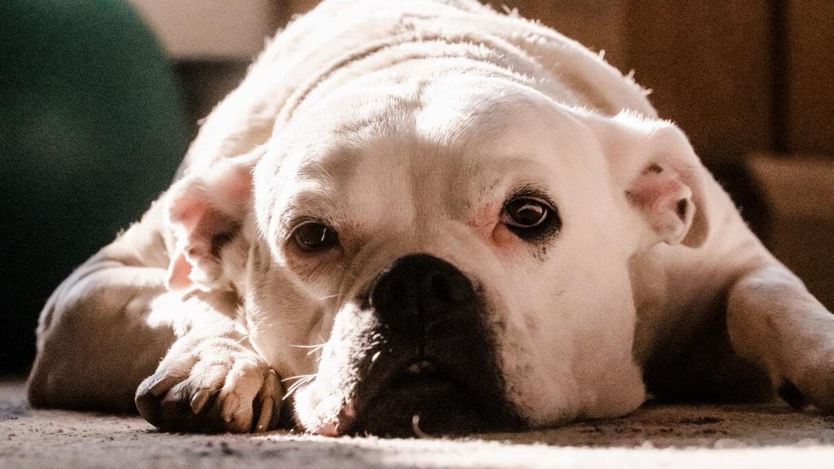 Anemia u psa. Przyczyny, objawy, rokowania