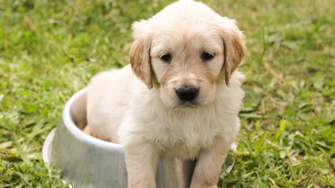 Jak długo stosować karmę junior dla psa?