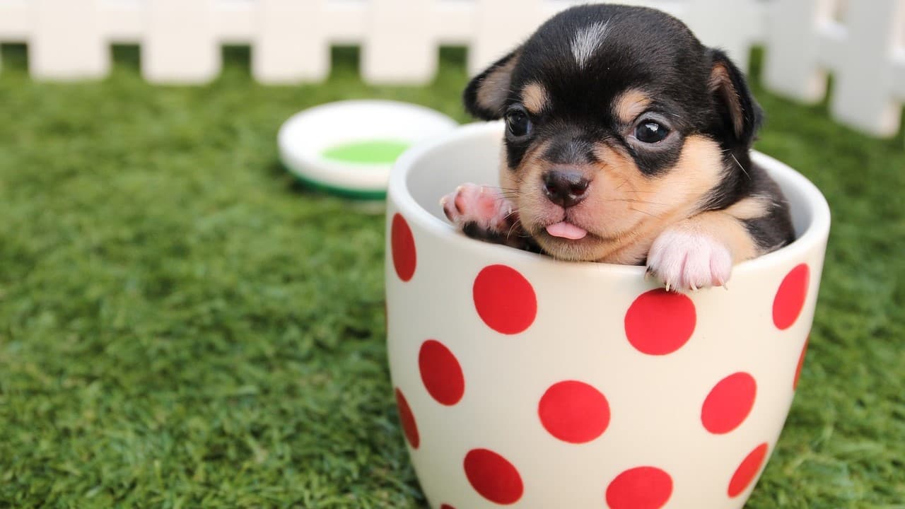 Od kiedy stosować konkretną karmę dla szczeniaka?