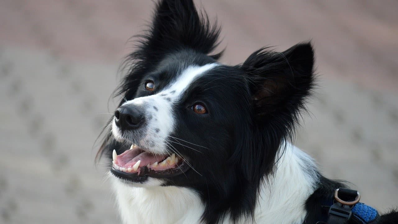 Jaka jest najlepsza karma dla border collie?