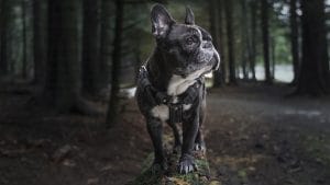 Buldogi francuskie - czym je karmić