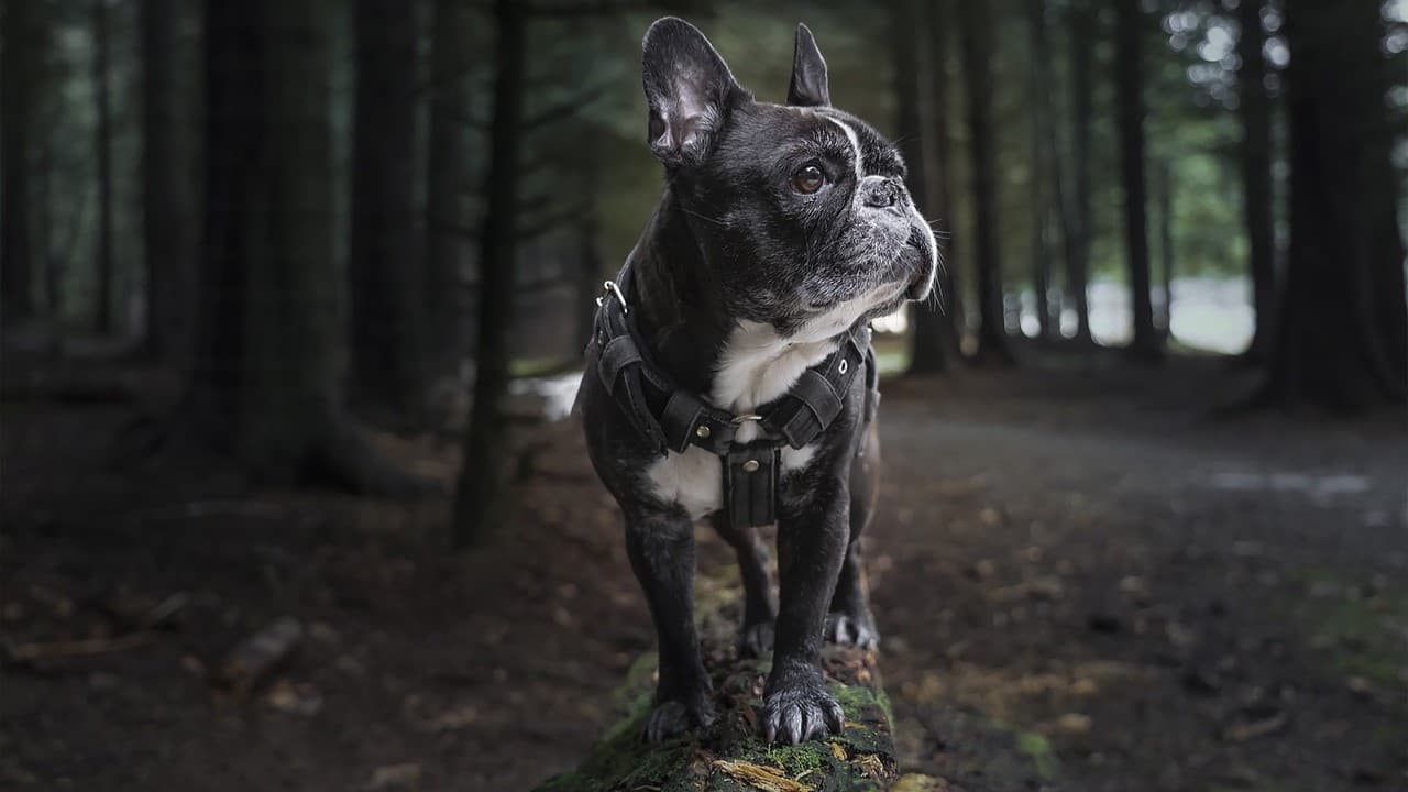 Co jedzą buldogi francuskie? Jak je karmić?