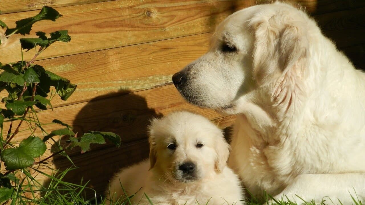 Czym karmić goldena? Specyfika rasy golden retriever