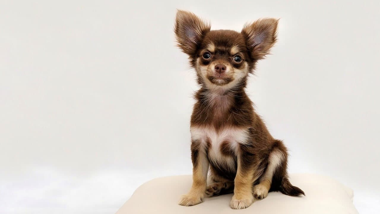 Jak jest najlepsza karma dla psów małych ras?