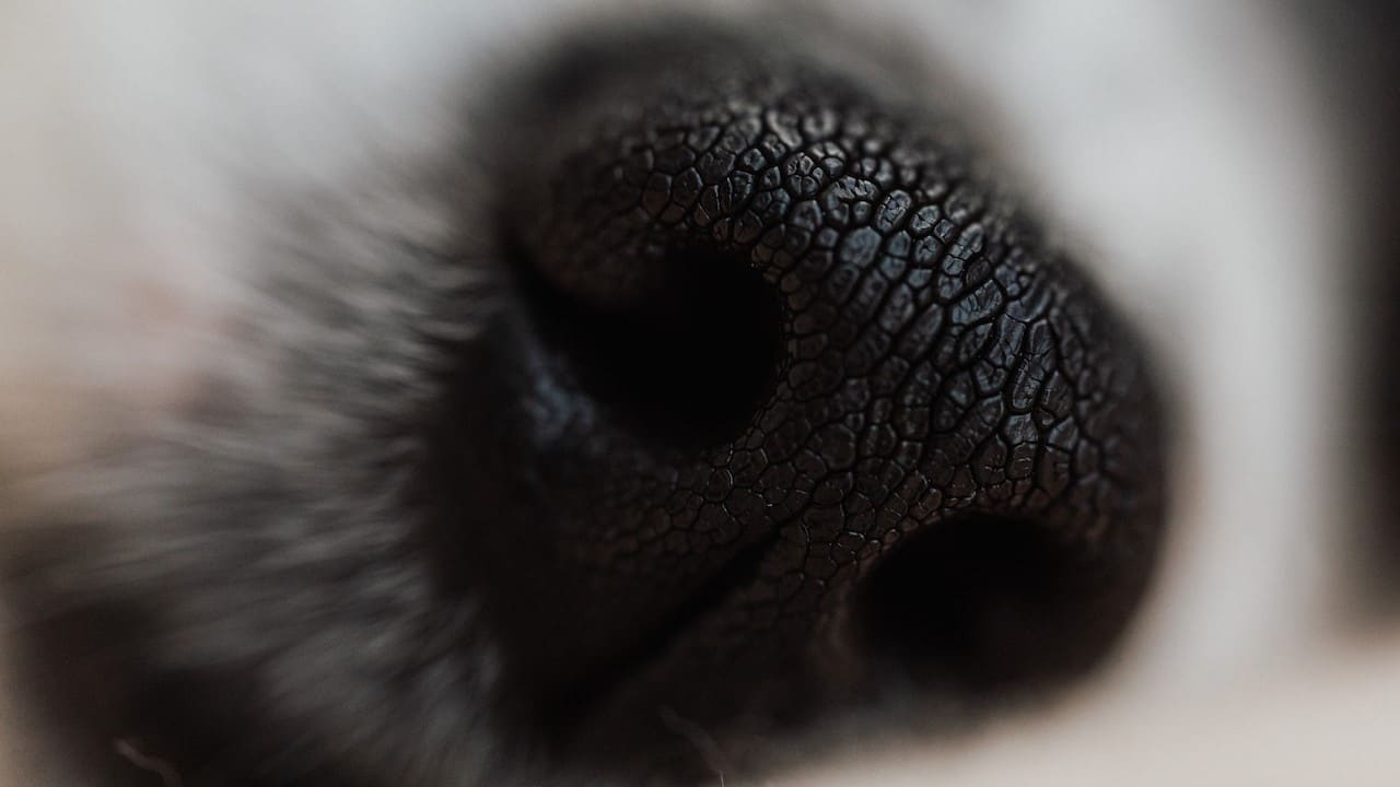 Psi nos - zabawy węchowe dla psów