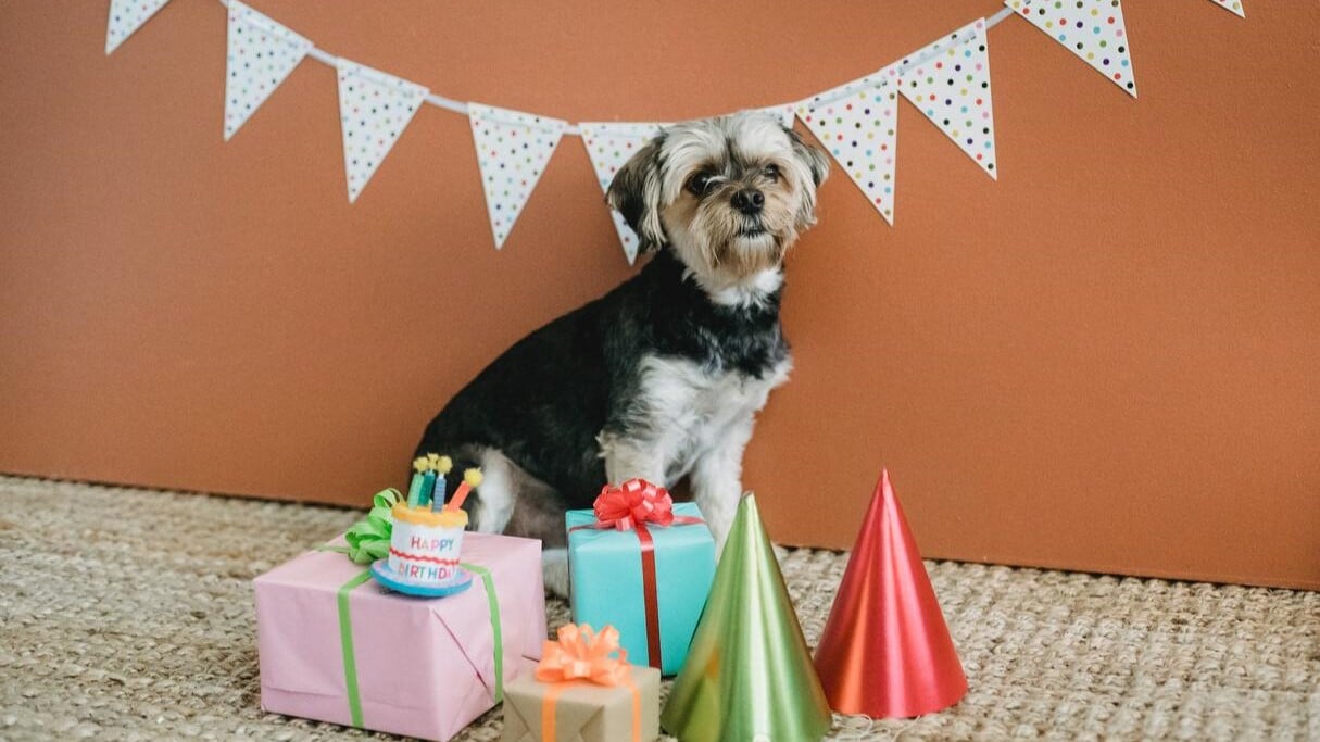 Prezenty i tort dla psa na jego urodziny