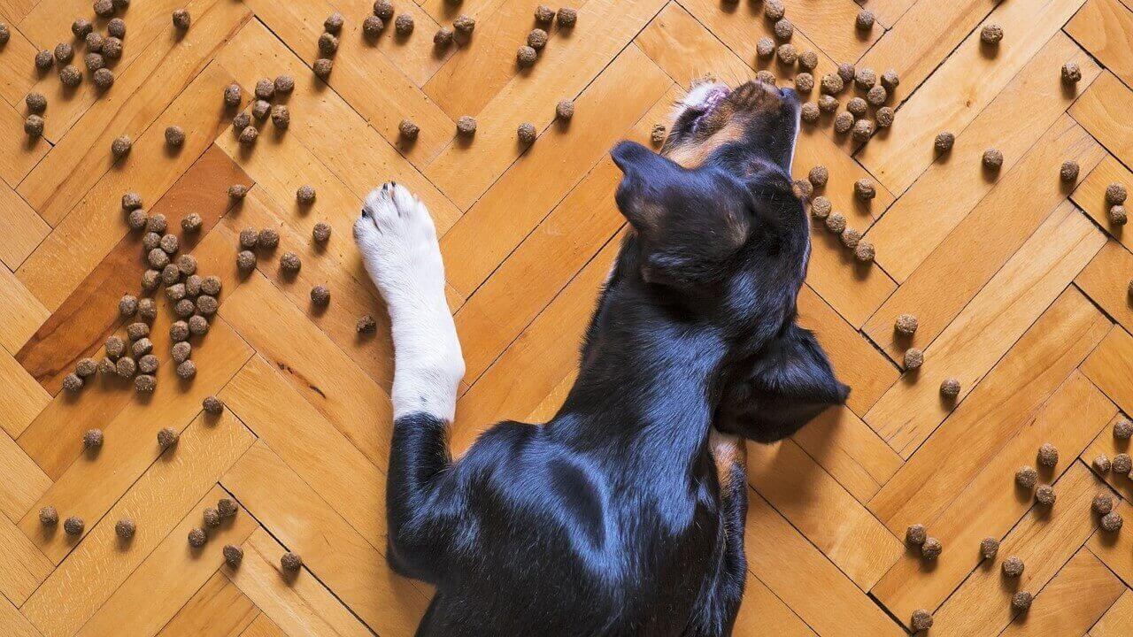 Pies i sucha karma - dawkowanie karmy dla psa