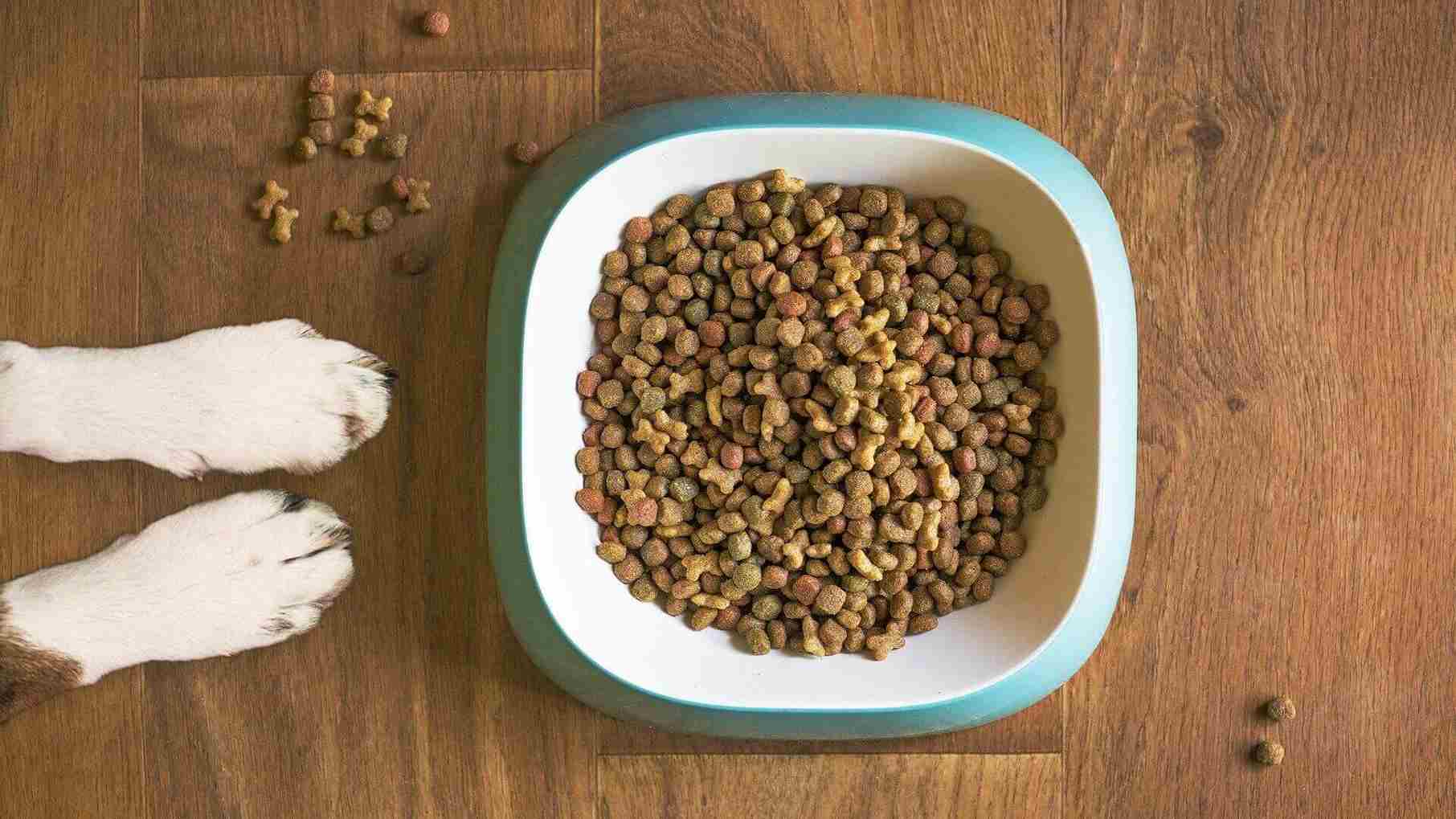 Ranking karm suchych dla psów – jaka jest najlepsza