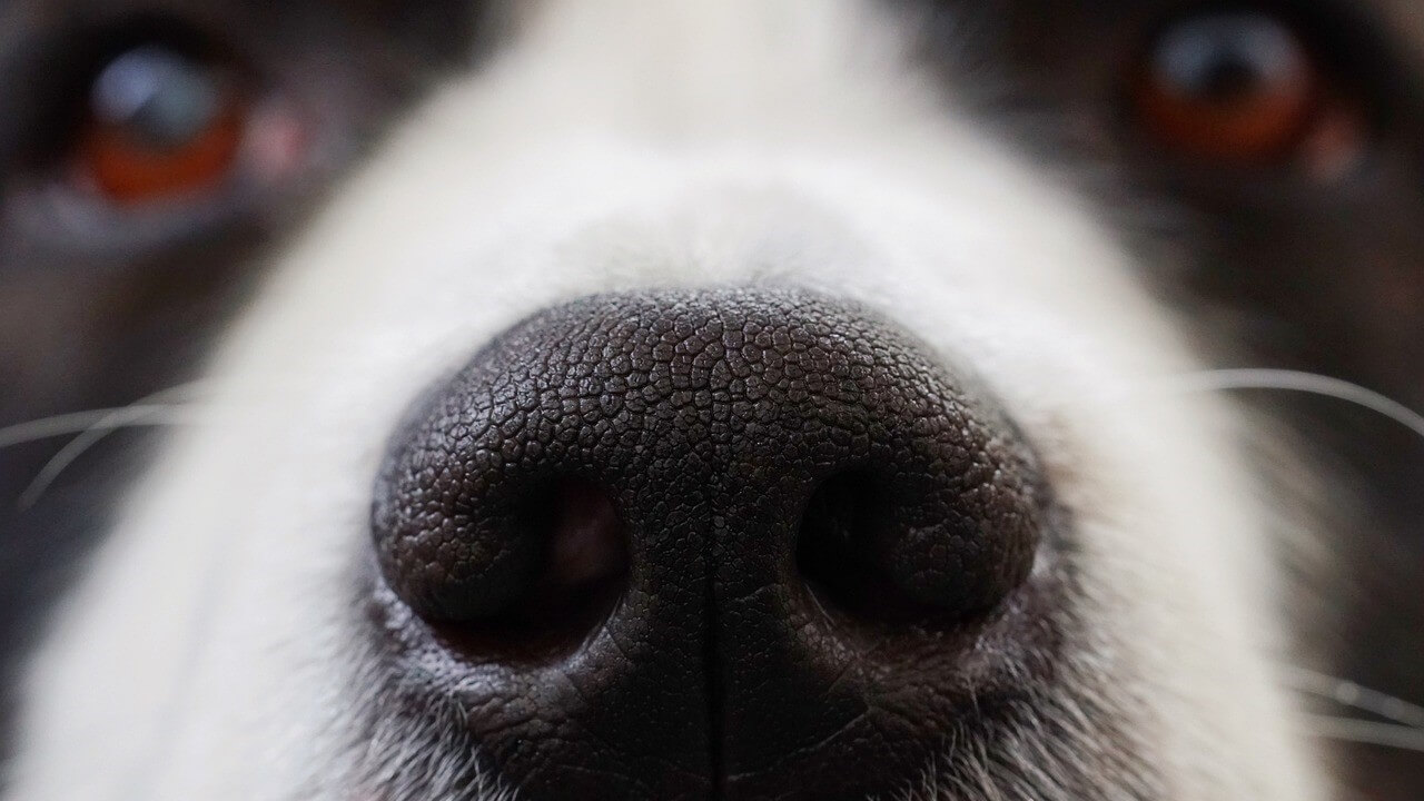 Co to jest nosework i co daje psu