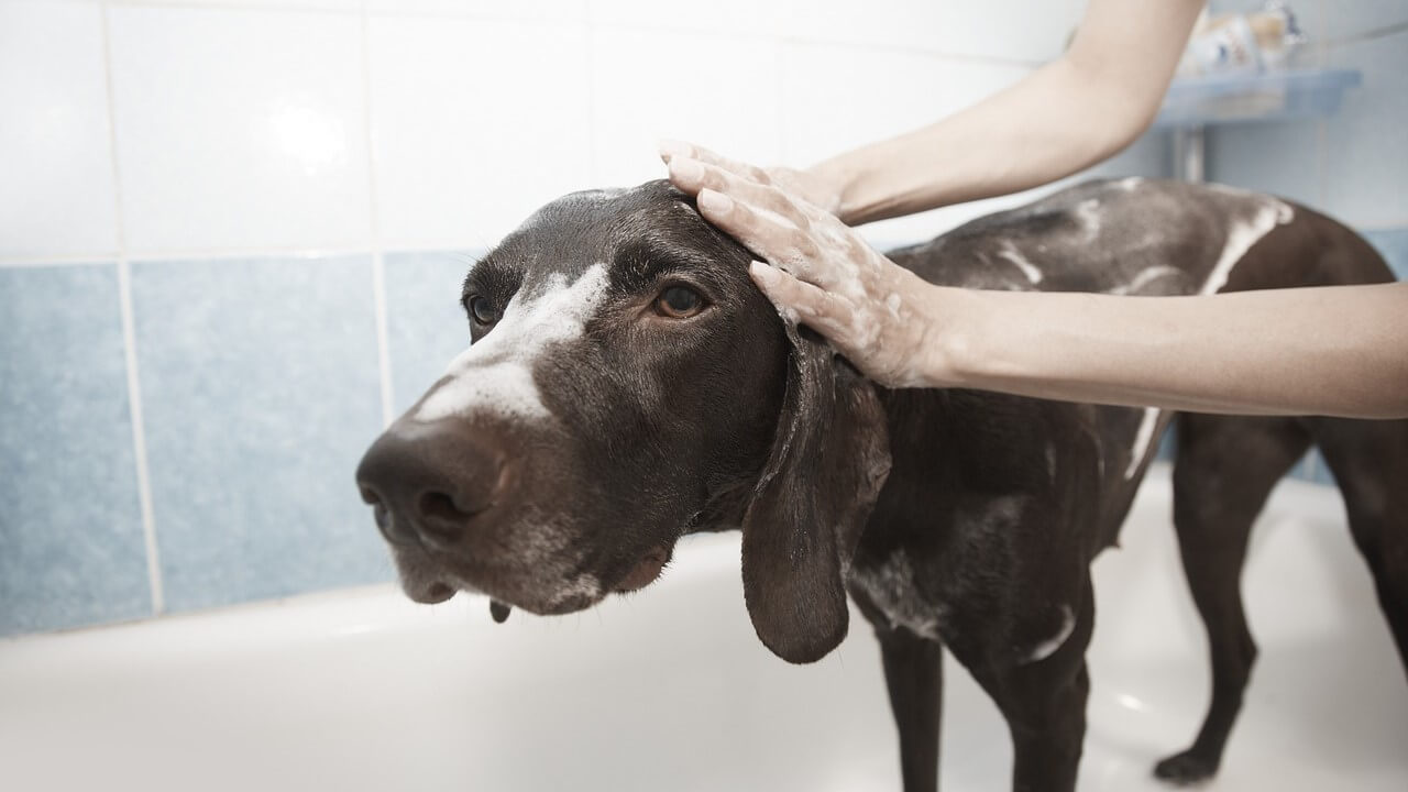 Kąpiel psa – jak zrobić to dobrze