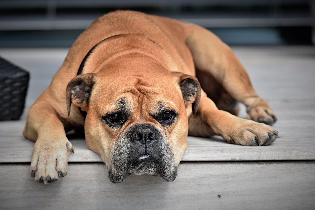 Co może jeść pies chory na nerki?